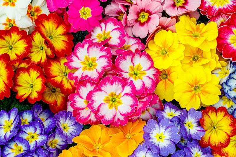 Primevères de toutes les couleurs