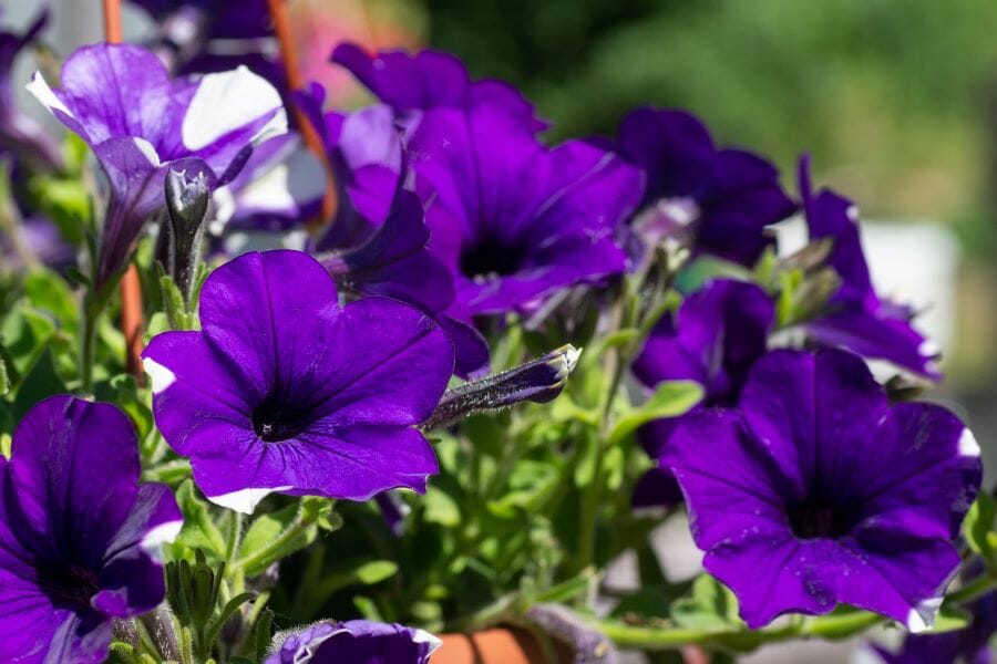 Les fleurs des pétunias bénéficient d'une longue floraison jusqu'à l'automne.