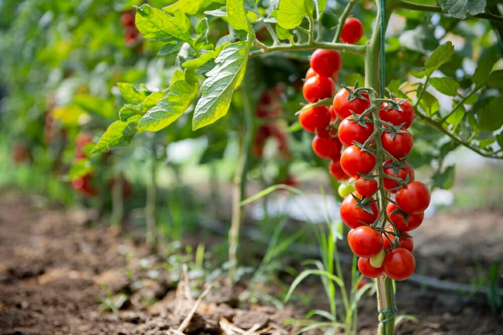 Comment cultiver les tomates cerises ? Nos conseils - BeBloom