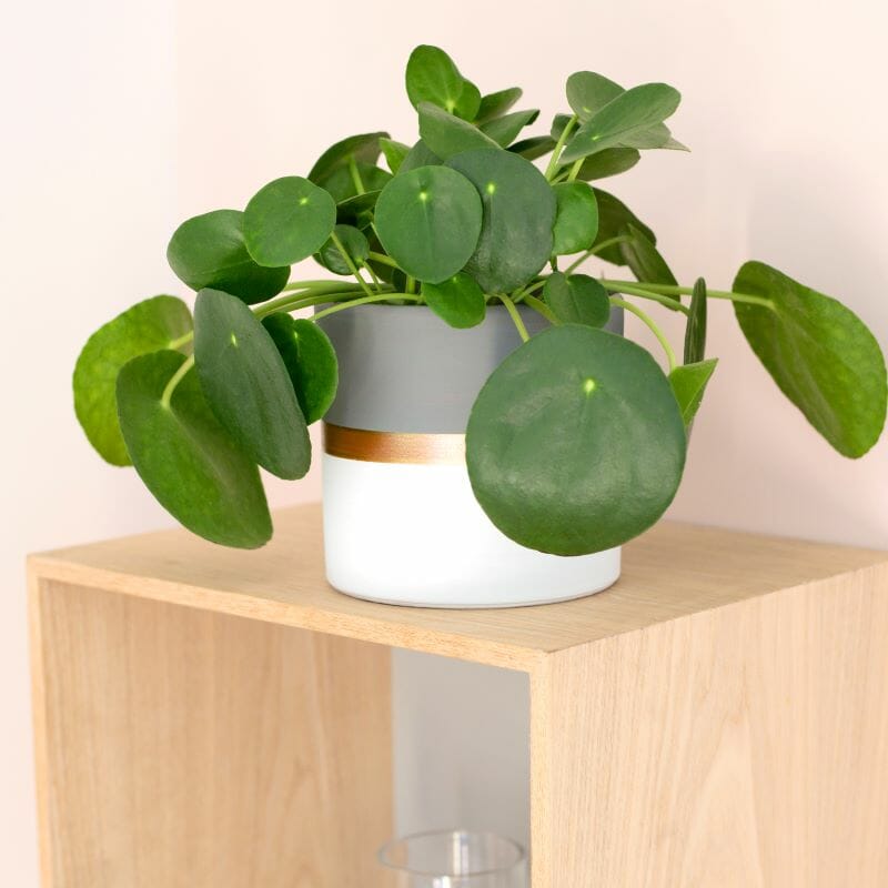 Un pilea