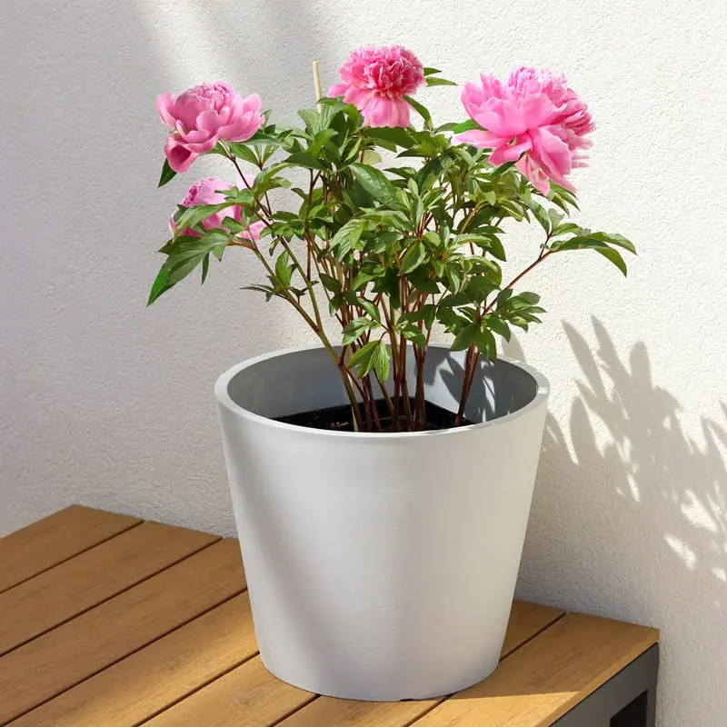 Pied de pivoines roses dans un pot