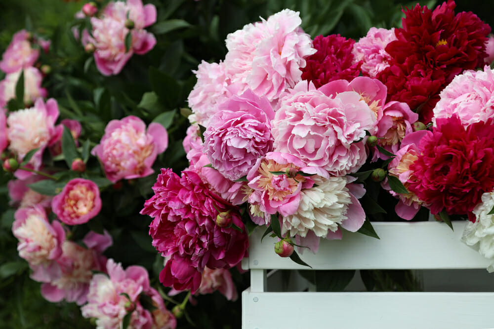 Pivoines roses et pivoines rouges