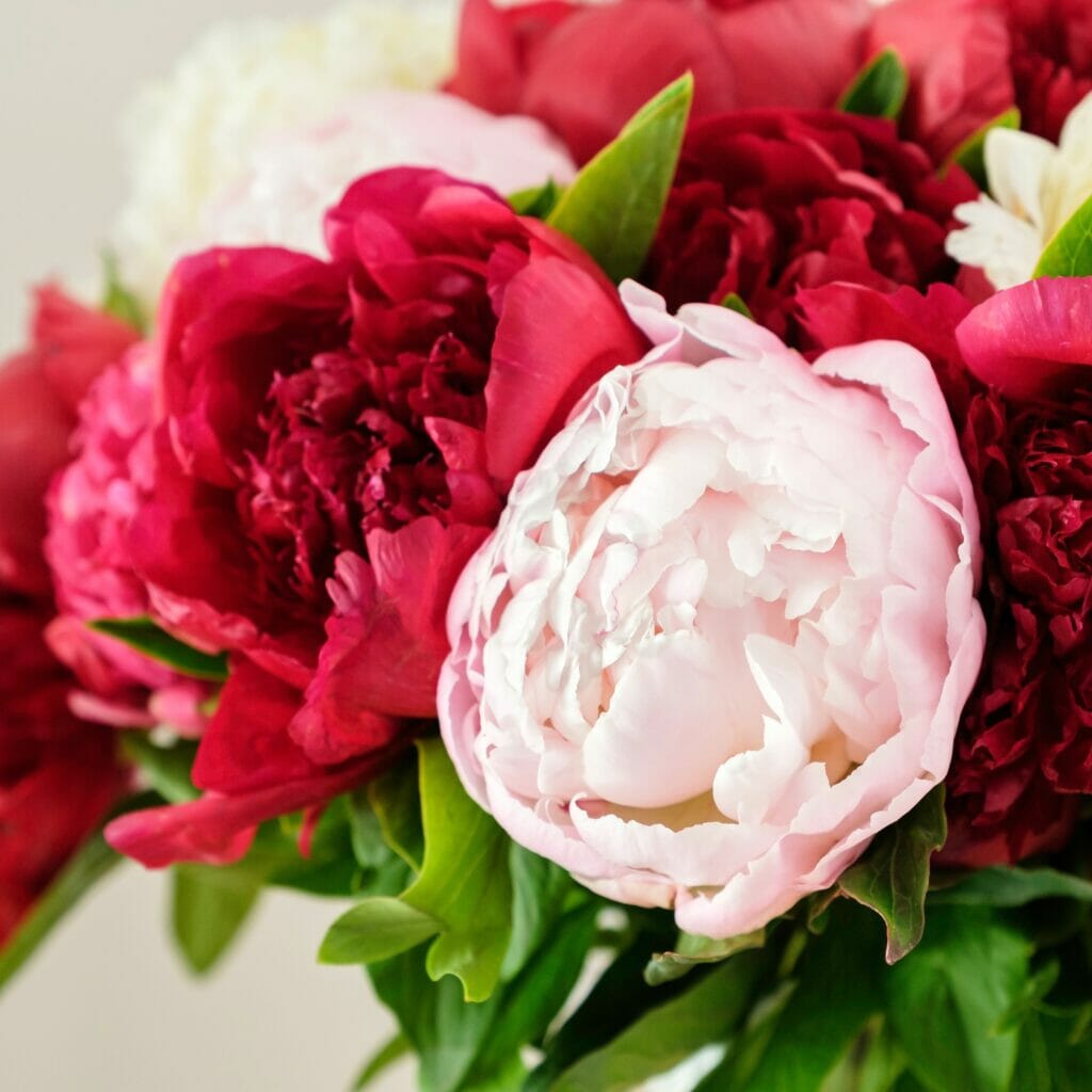 Pivoine rose et pivoine rouge