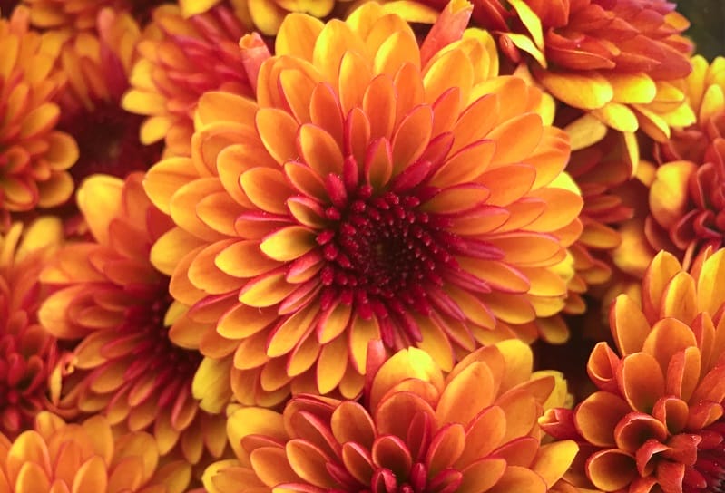 Chrysanth me En Pot Guide Complet Pour R ussir Sa Culture Chrysanth me En Pot Guide Complet Pour R ussir Sa Culture