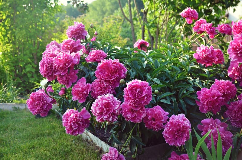 Pivoines plantées dans le jardin