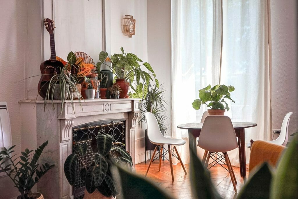 Des plantes pour appartement