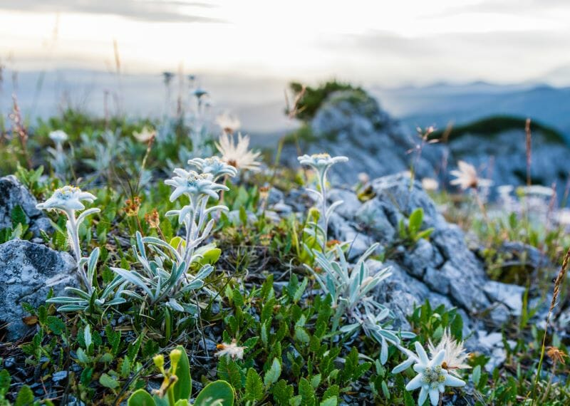 Des edelweiss poussant dans un sol rocailleux