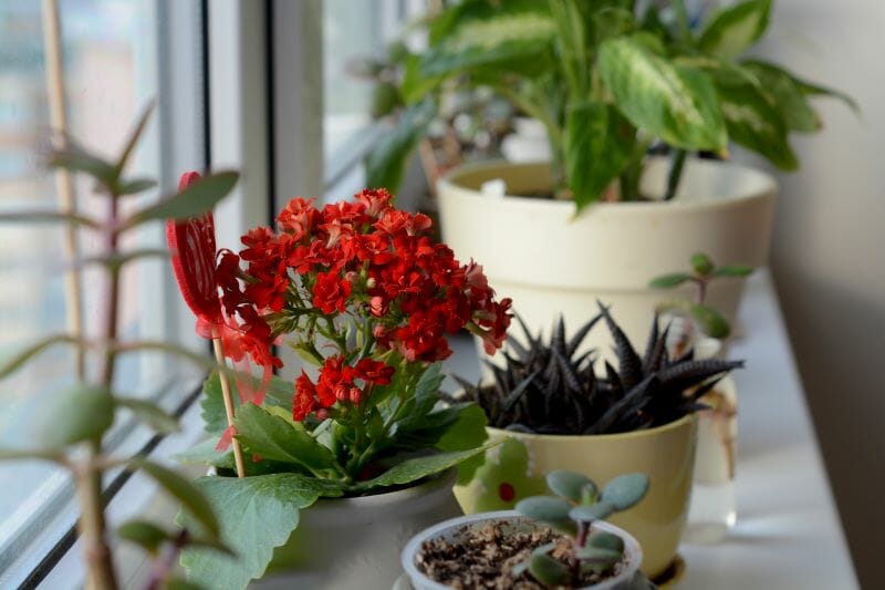 Des plantes grasses fleuries en intérieur