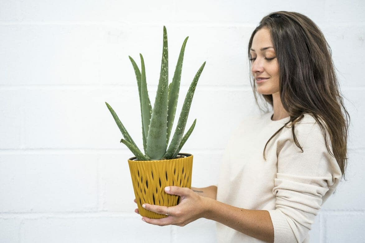 Aloe vera en pot, plante de plein soleil sans arrosage