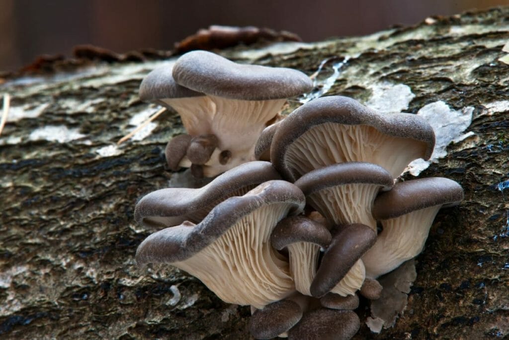 Kit champignon Pleurote - Pleurotus ostreatus