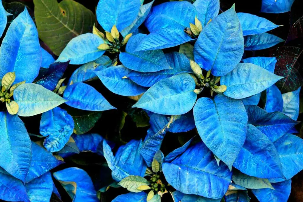 Variété de poinsettia bleu