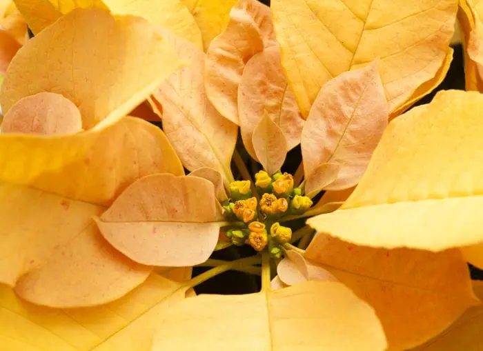 Poinsettia jaune