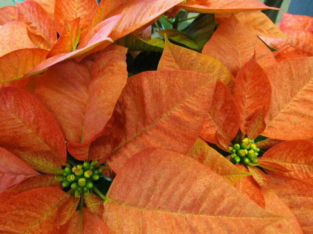 Variété de poinsettia orange