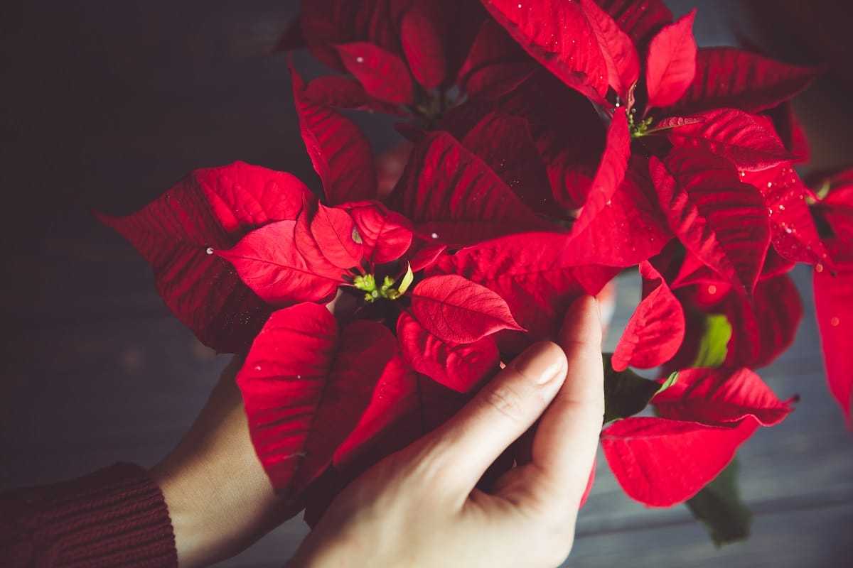 Comment faire rougir votre poinsettia - Interflora