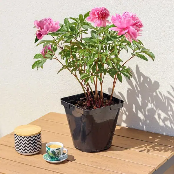 Pivoine en pot avec de belles fleurs