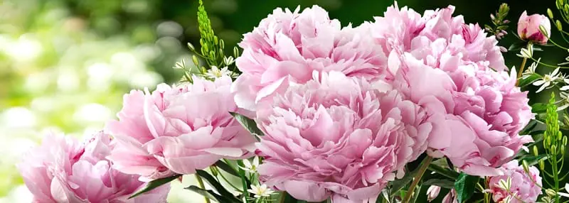 Pivoines roses dans un jardin