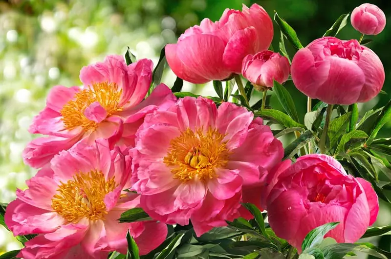 Pivoines Veitchii dans un jardin