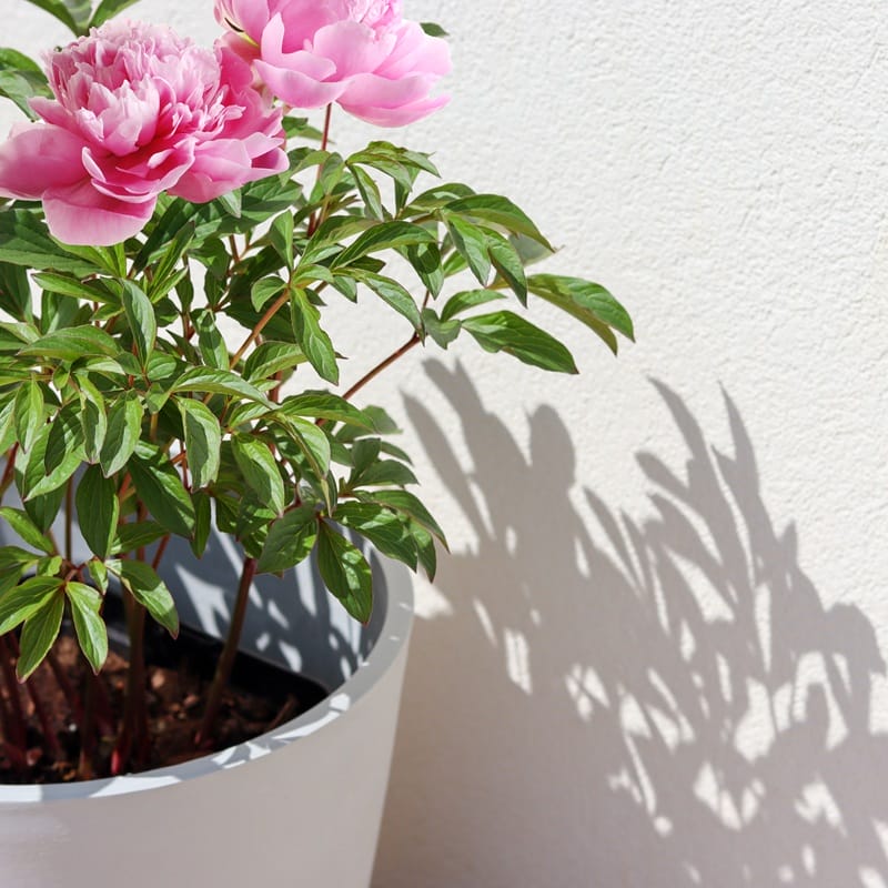Pivoines en pot devant un mur