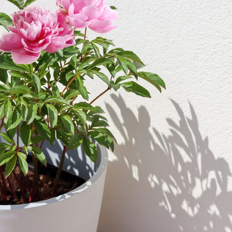 Pivoines en pot devant un mur