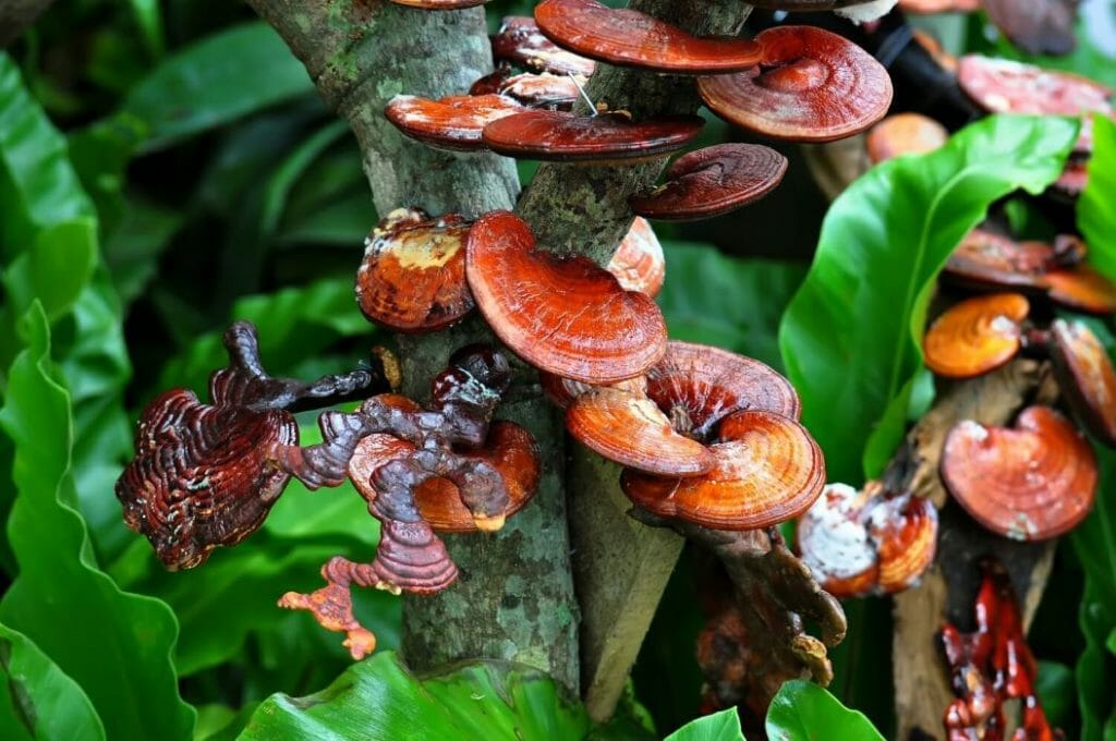 Champignons Reishi poussant sur un arbre