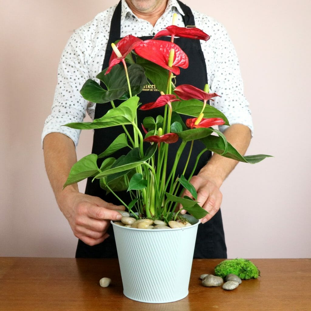 Anthurium en pot blanc avec un fleuriste Interflora en arrière-plan