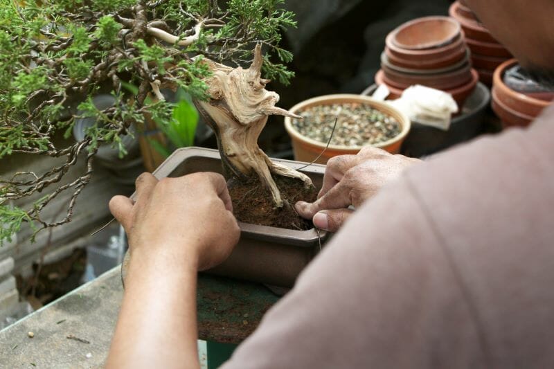 Rempotage d'un petit arbre d'intérieur