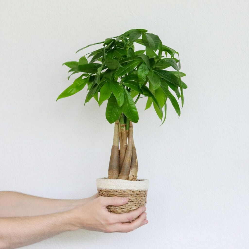 Comment rempoter ou planter une plante en pot - plante de la maison -  Truffaut 