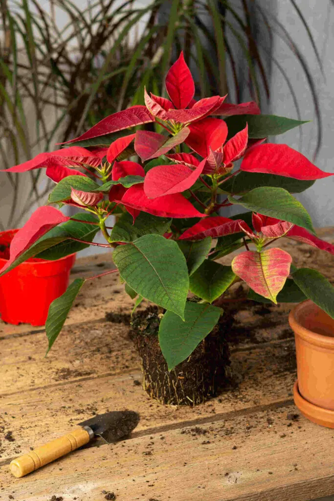 Rempottage d'une poinsettia à feuilles rouges