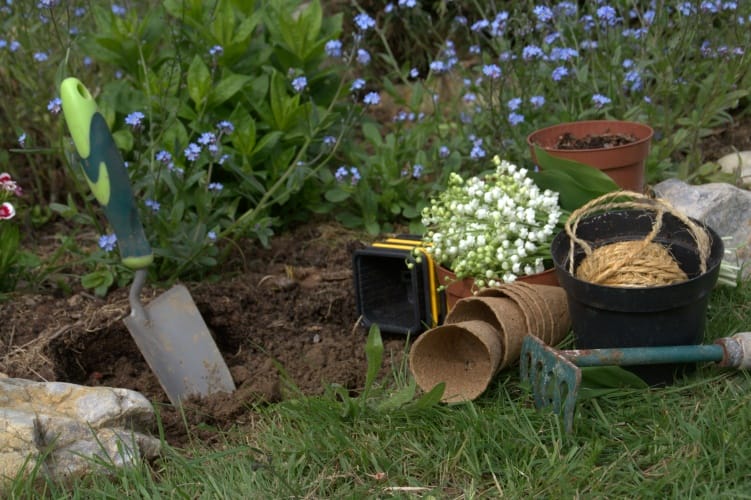 repiquer du muguet en pleine terre