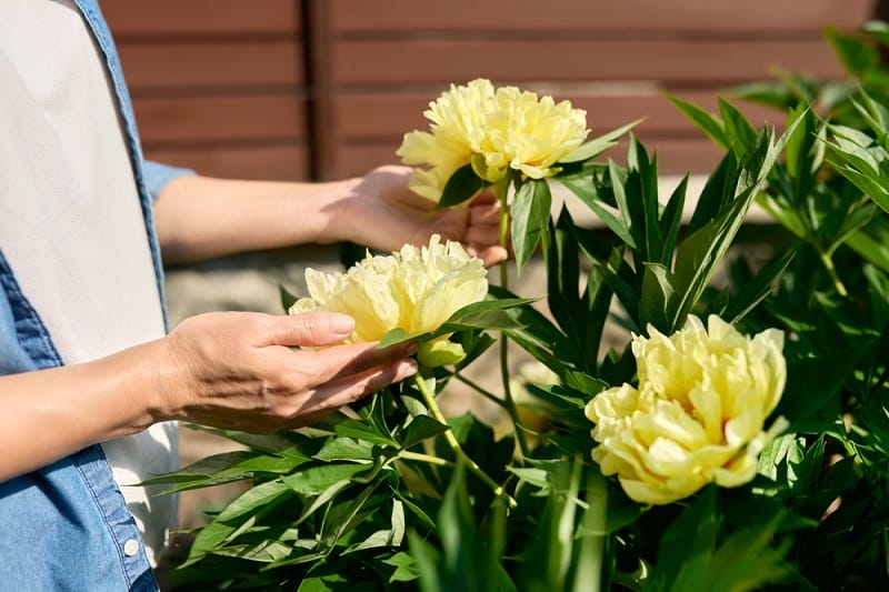 Pivoines jaunes dans un jardin tenues par un homme