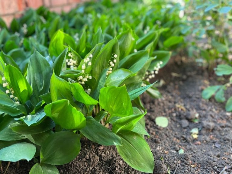 Replanter du muguet quand et comment repiquer le muguet en pleine — free download