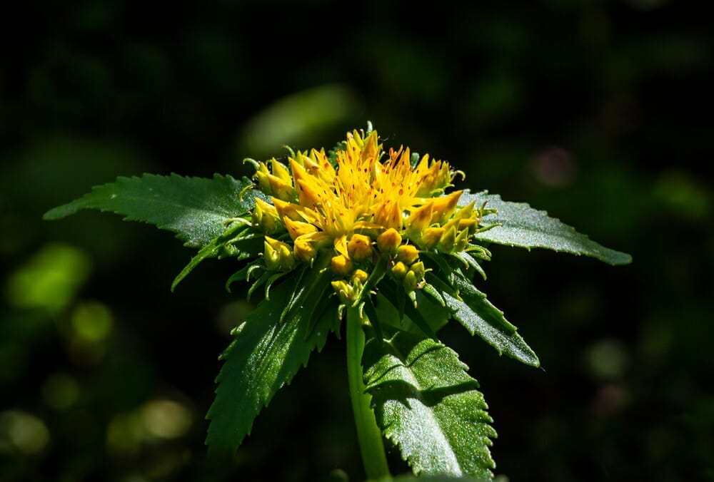 Fleur de la rhodiola rosea