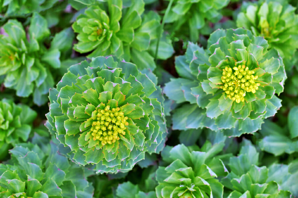 Vue du dessus de la rhodiola rosea