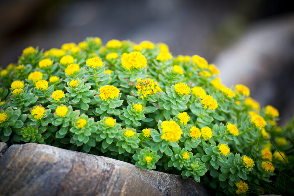 Vue rapprochée de la rhodiola rosea