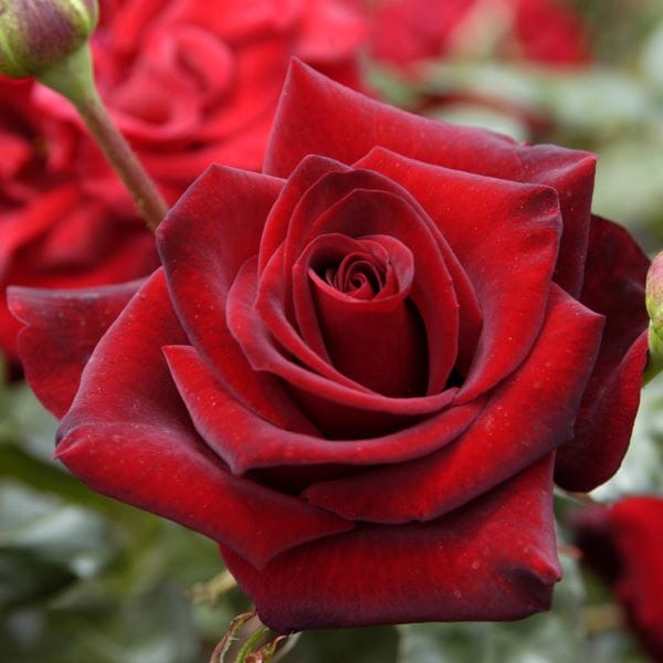 Rose Black Beauty