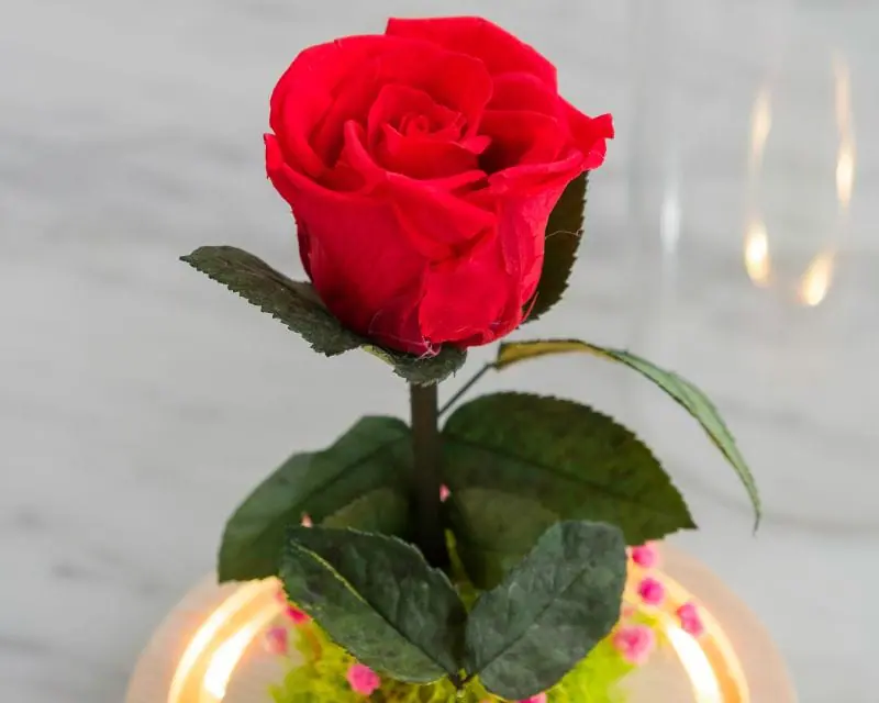 Rose éternelle sous cloche