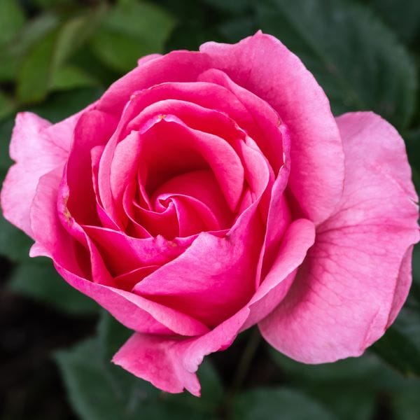 Rose Reine Elizabeth