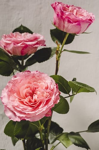 Roses qui peuvent être plantées avec des pivoines