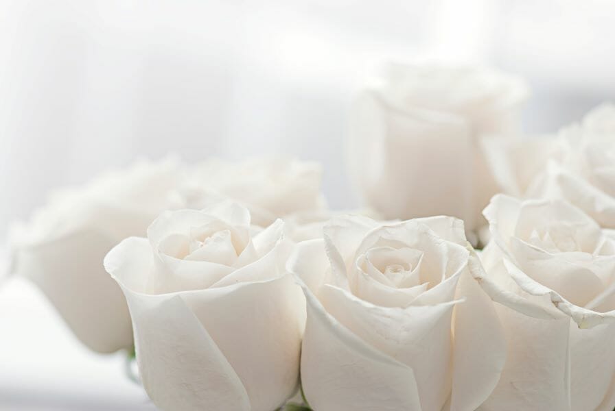 Gros plan sur des roses blanches