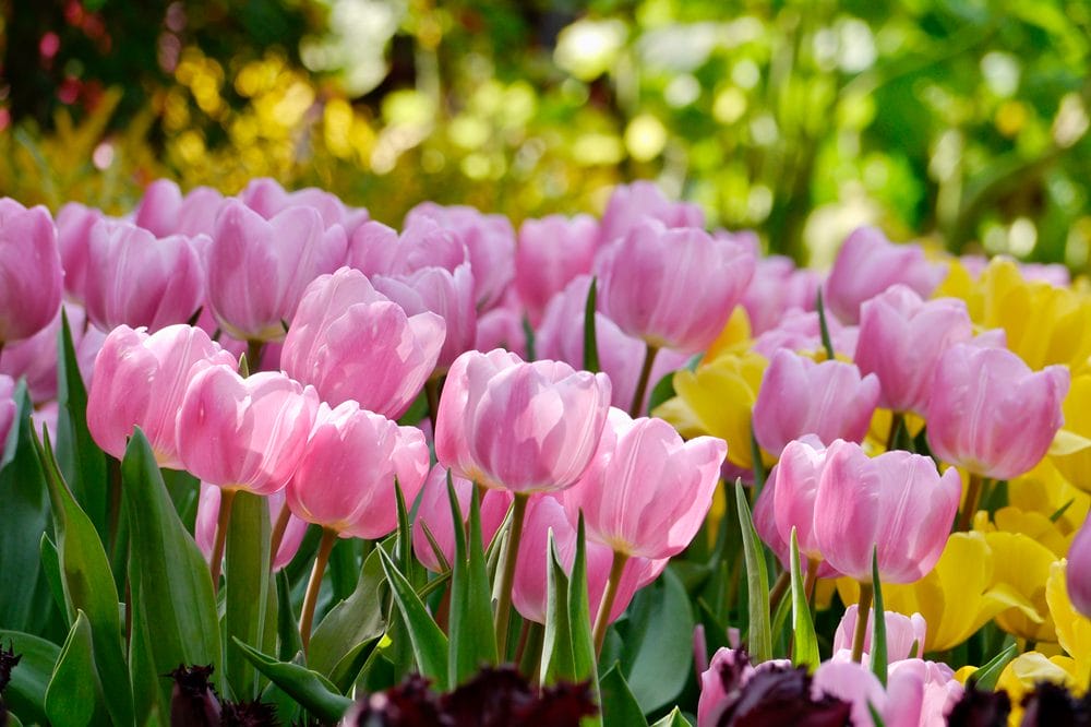 Des tulipes roses et jaunes en pleine saison de la tulipe