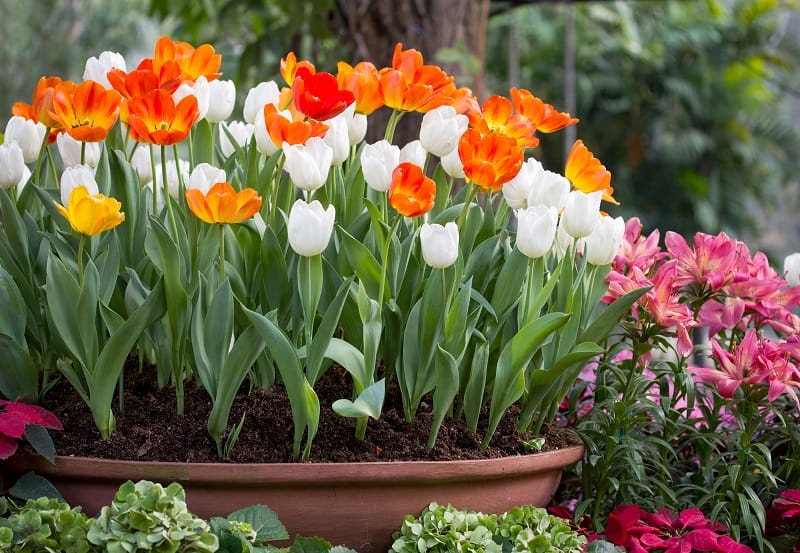 Des tulipes blanches et oranges dans un pot