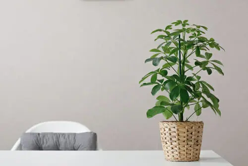 Schefflera posé sur une table