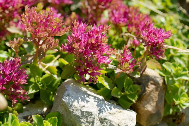 Un sedum