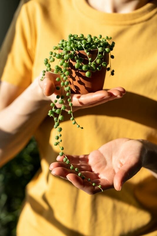 Senecio rowleyanus