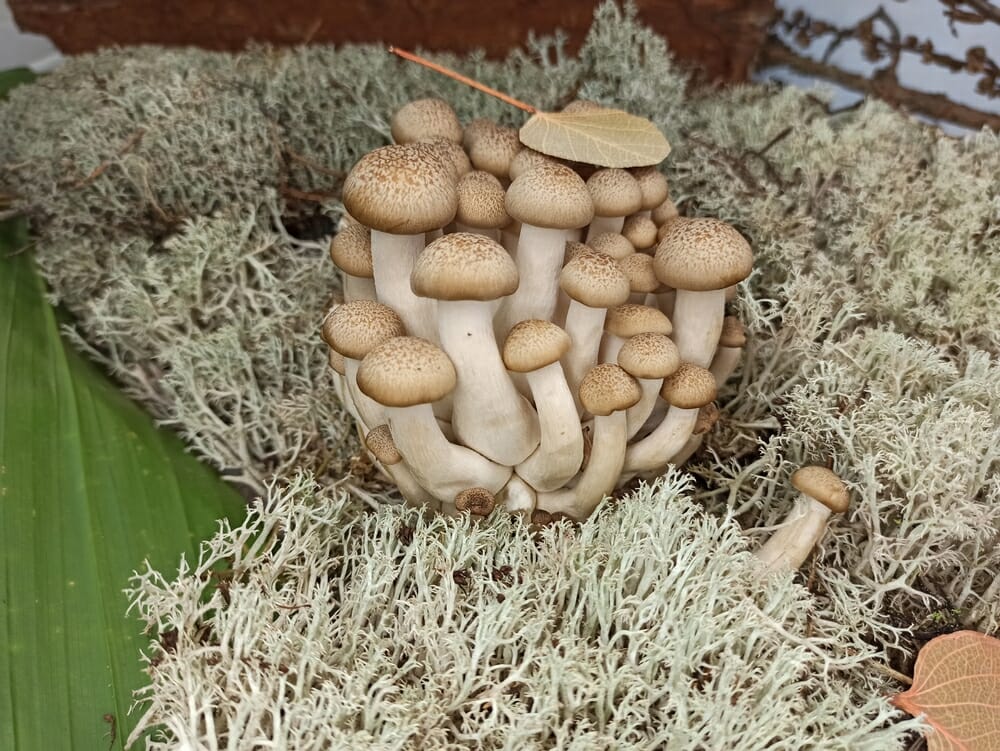 Des champignons shimeji