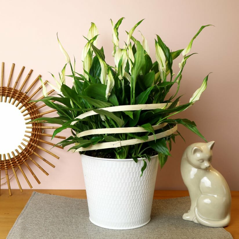 Un spathiphyllum en pot