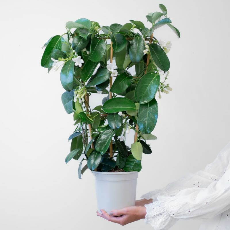 Un stephanotis