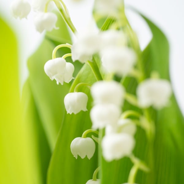 clochettes de muguet