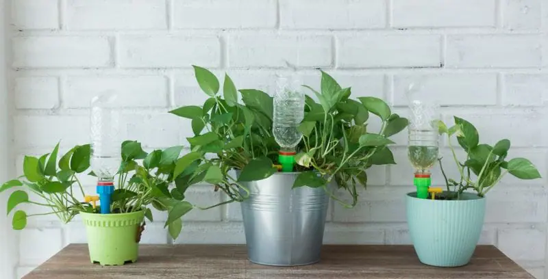 Bouteille renversée pour arrosage des plantes