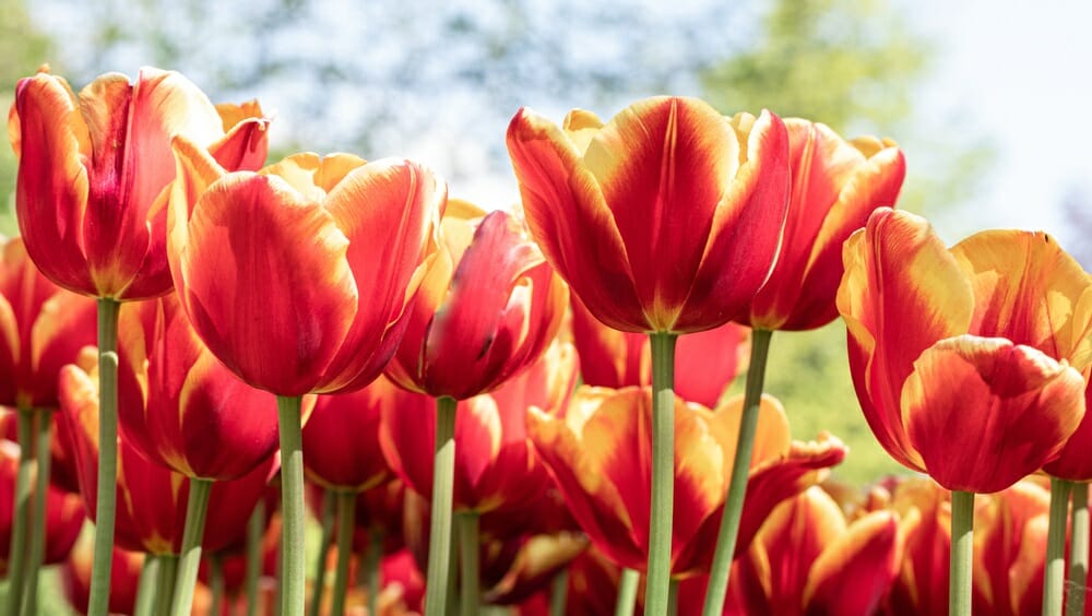 Des tulipes orangées